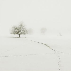 Bare trees on snow covered landscape