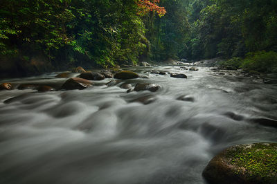 Scenic view of waterfall in forest