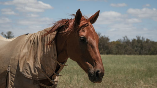 Close-up of horse standing on field