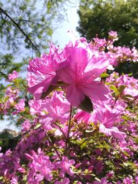 Close-up of pink flowering plant