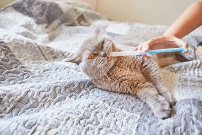 Cat relaxing on hand