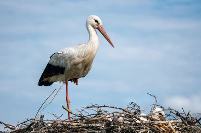 Close-up of bird against sky