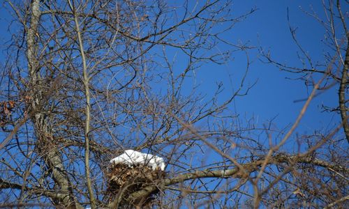 Low angle view of bare trees against blue sky