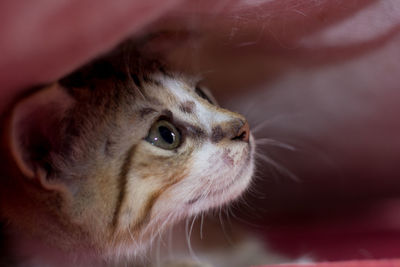 Close-up of cat looking away