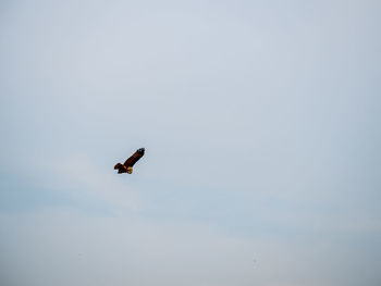 Low angle view of bird flying in sky