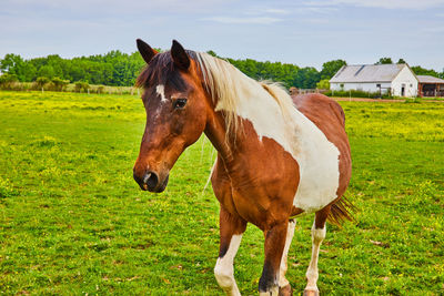 Horse standing on field