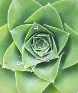 Full frame shot of succulent plant