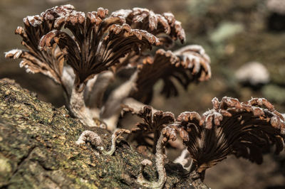 Close-up of dead wood mushrooms