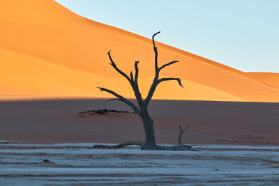 Deadvlei during sunrise with camel thorn trees