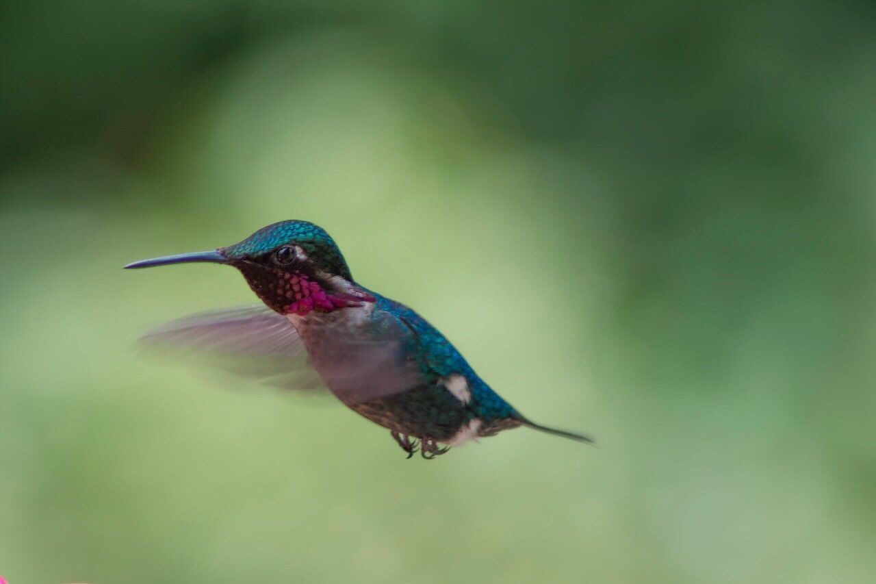 CLOSE-UP OF BIRD FLYING IN MID-AIR