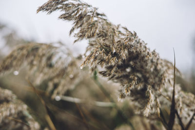 Close-up of dry plant on snowy field against sky