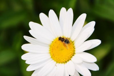 Close-up of white daisy blooming outdoors