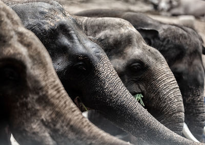 Close-up of elephant