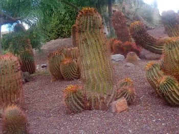 Cactus plants growing on field