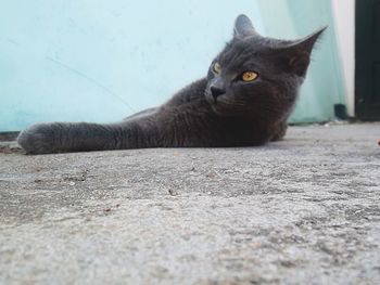 Close-up portrait of cat sitting on floor