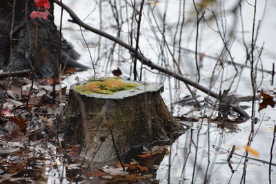 Close-up of frozen mushroom growing in winter