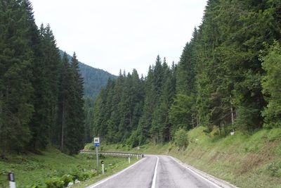 Trees growing by empty road