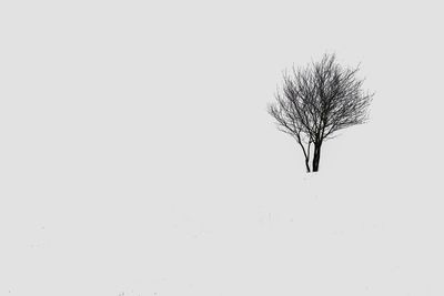 Bare tree against clear sky during winter