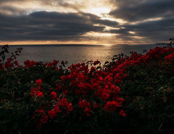 Scenic view of sea against cloudy sky during sunset