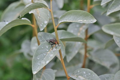 Close-up of insect on leaf