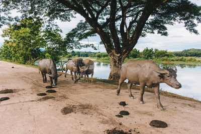 Buffalo is walking back into the stall in the evening