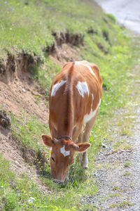 Cow in a field