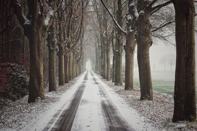 Road amidst bare trees