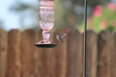 Hummingbird incoming 