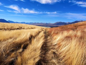 Scenic view of agricultural field against sky