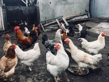 High angle view of birds