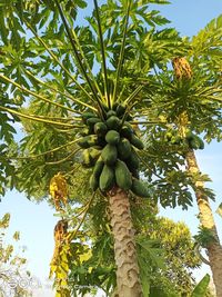 Low angle view of coconut palm tree against sky