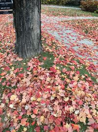 Red leaves on tree