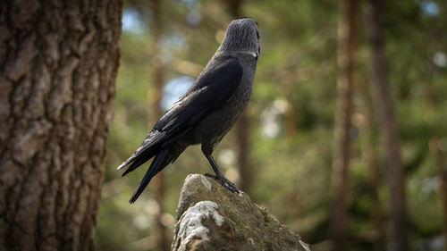 Close-up of bird perching on tree trunk