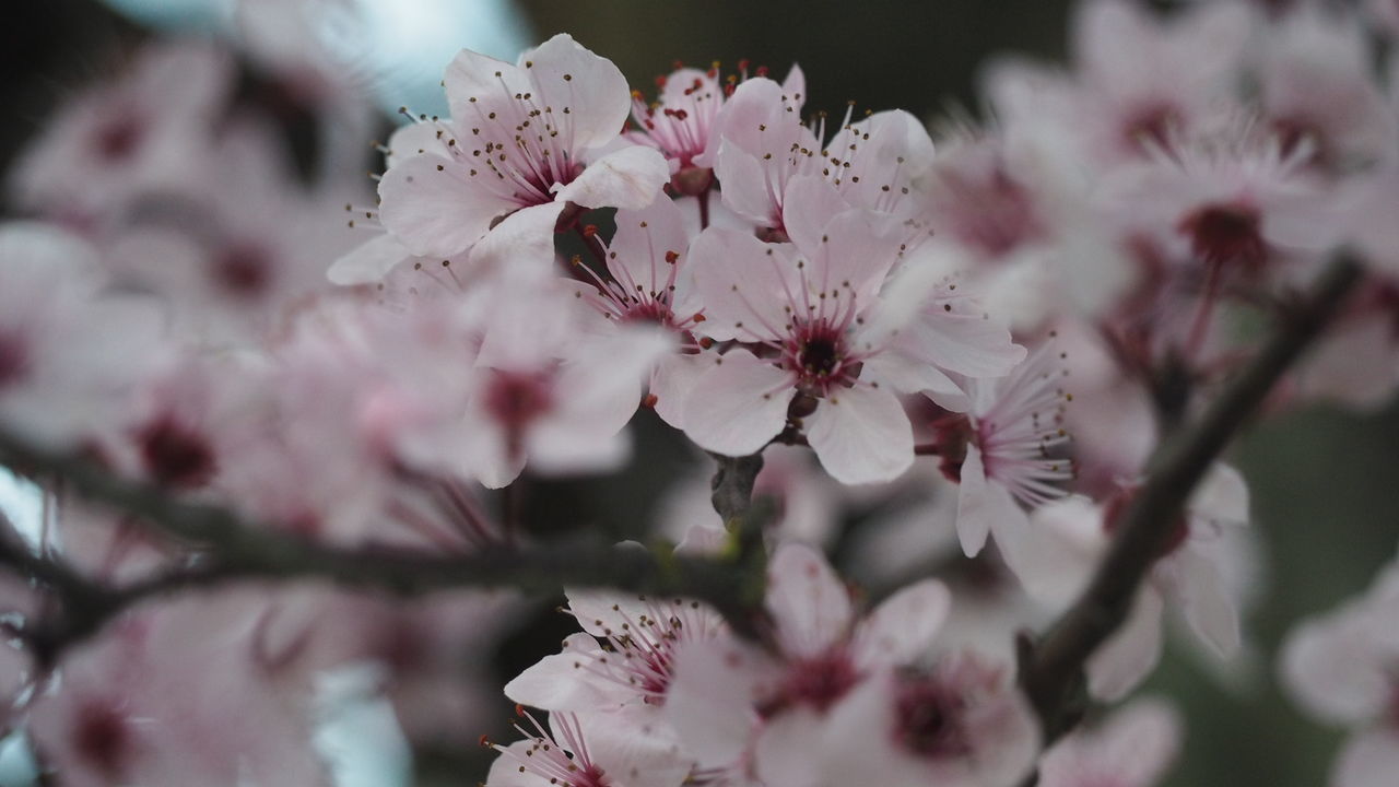 flowering plant, flower, freshness, plant, fragility, vulnerability, beauty in nature, growth, close-up, petal, selective focus, pink color, blossom, springtime, flower head, day, inflorescence, nature, pollen, tree, no people, outdoors, cherry blossom, cherry tree, spring, bunch of flowers, plum blossom