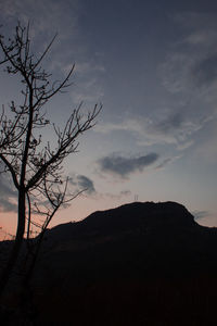 Silhouette of tree at sunset