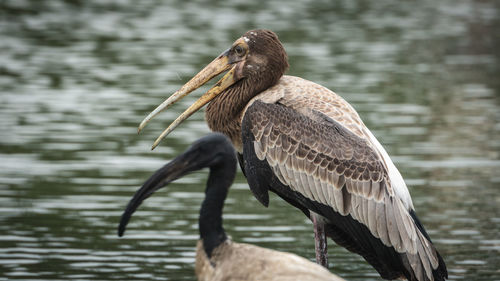 Close-up of duck in lake