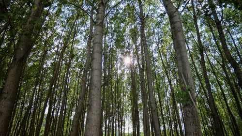 Low angle view of sunlight streaming through trees in forest