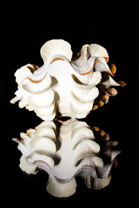 Close-up of over black background