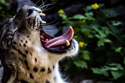 Close-up of a cat yawning