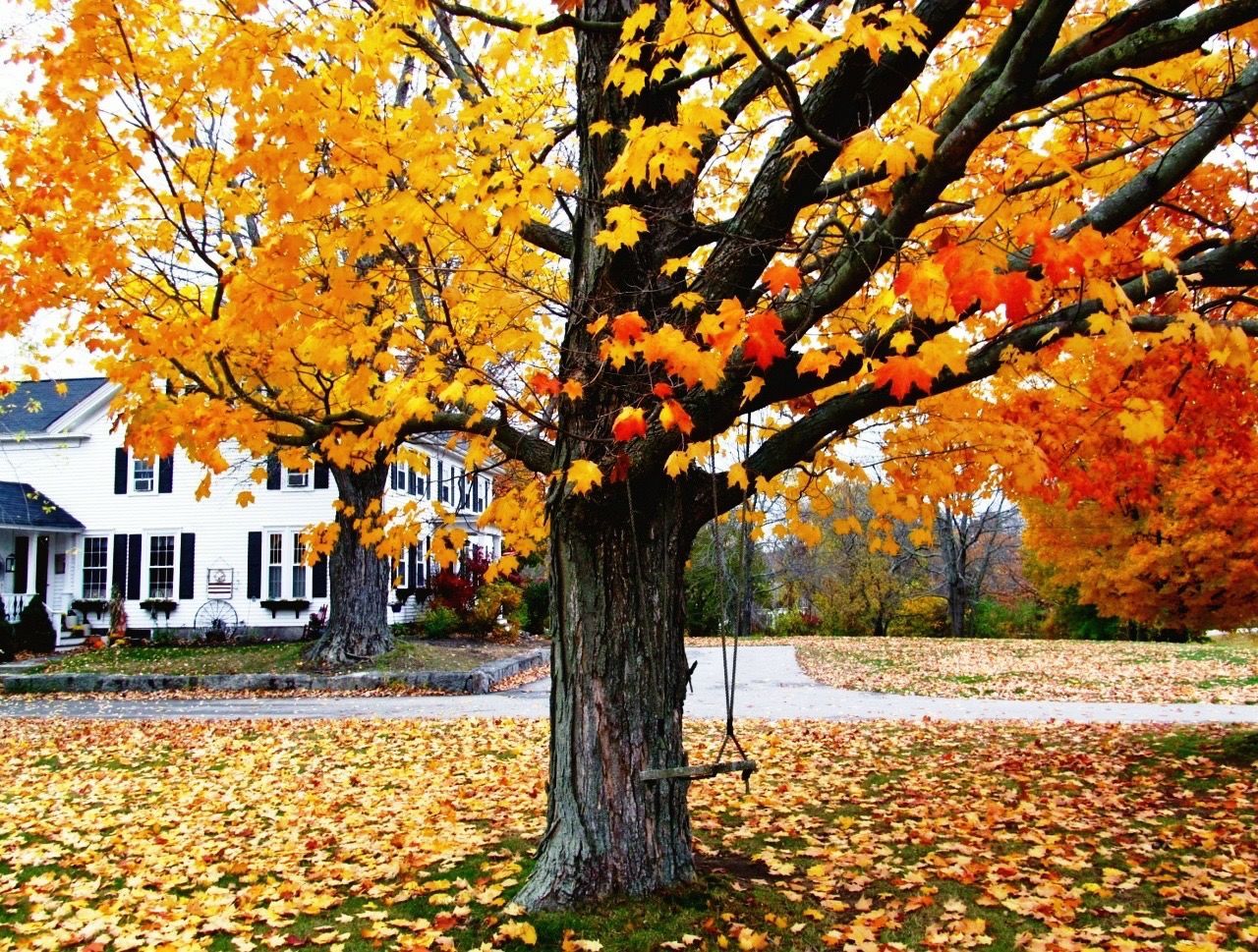 autumn, change, tree, season, leaf, orange color, branch, growth, beauty in nature, nature, tree trunk, park - man made space, fallen, yellow, tranquility, day, leaves, built structure, outdoors, building exterior