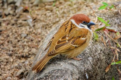 Close-up of a bird