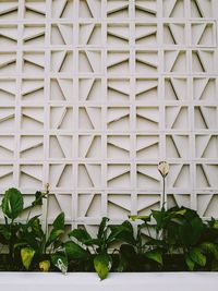 Low angle view of plants