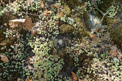 High angle view of flowering plants on rocks