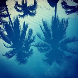 Low angle view of palm tree against sky