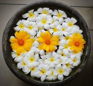 High angle view of yellow flowers blooming outdoors