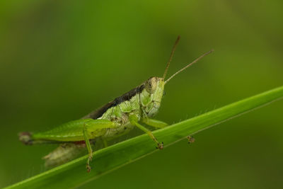 Close-up of insect on leaf