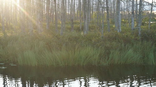 Scenic view of lake in forest