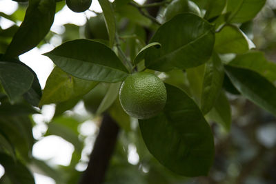 Low angle view of fruits on tree