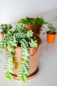 Succulents in different pots on the white background. scandinavian hipster home decoration