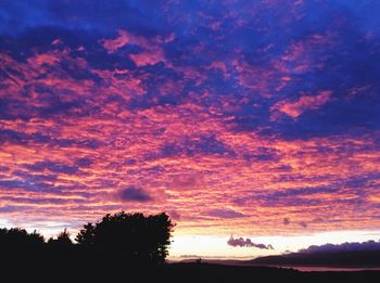 Silhouette of trees at sunset